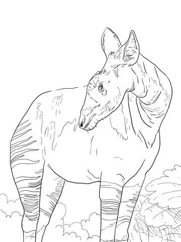 Okapi Giraffid Coloring Page